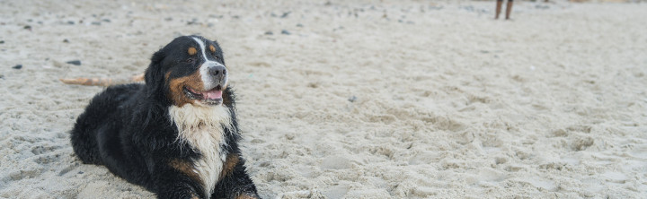 Urlaub mit Hund Ostsee