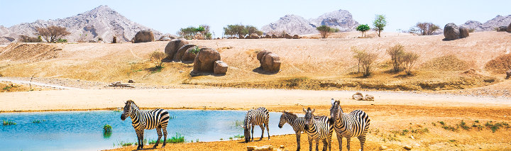 Sir Bani Yas Urlaub