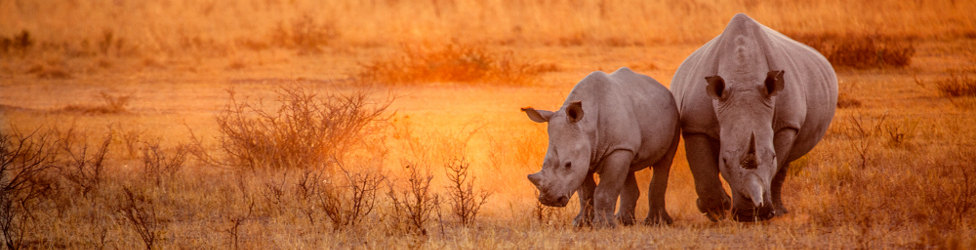 Rundreise durch Tansania: Safari und Strandurlaub in Ostafrika